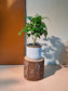 China Doll Plant (幸福树) Radermachera Sinica in White Matte Ceramic Pot