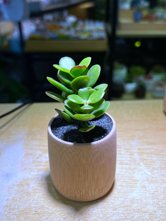 Jade Plant in Bamboo Pot