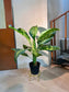 Artificial Dieffenbachia (黛粉叶) in Black Polymer Pot