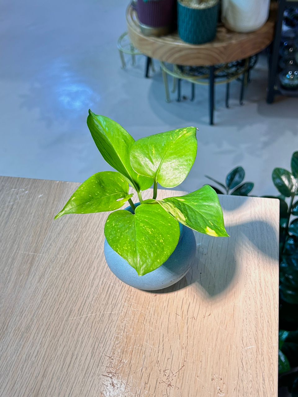 Golden Pothos (黄金葛) Epipremnum Aureum in Blue Matte Ceramic Pot