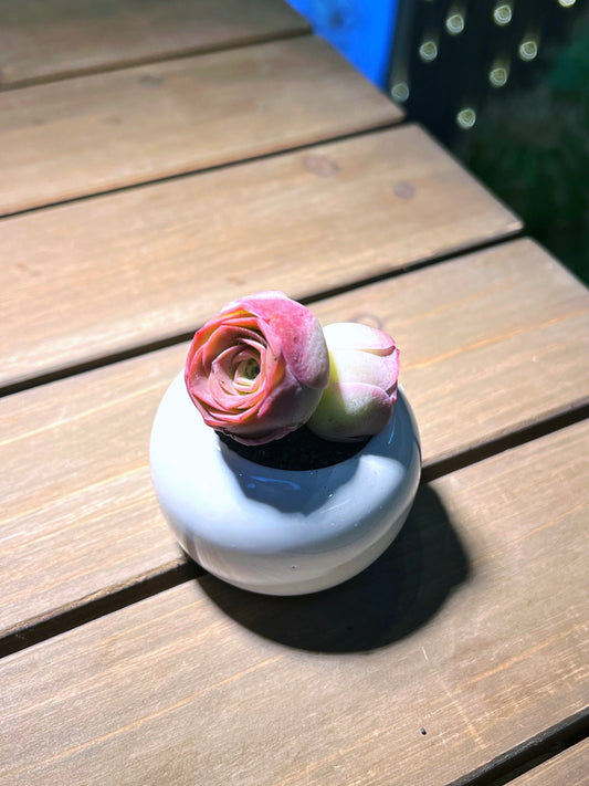 Mountain Rose in Small Round Ceramic Pot