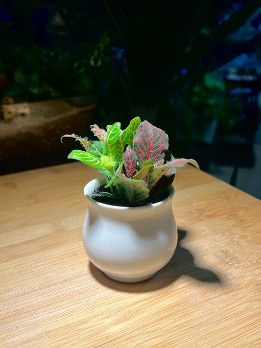 Fittonia in Small Belly Ceramic Pot