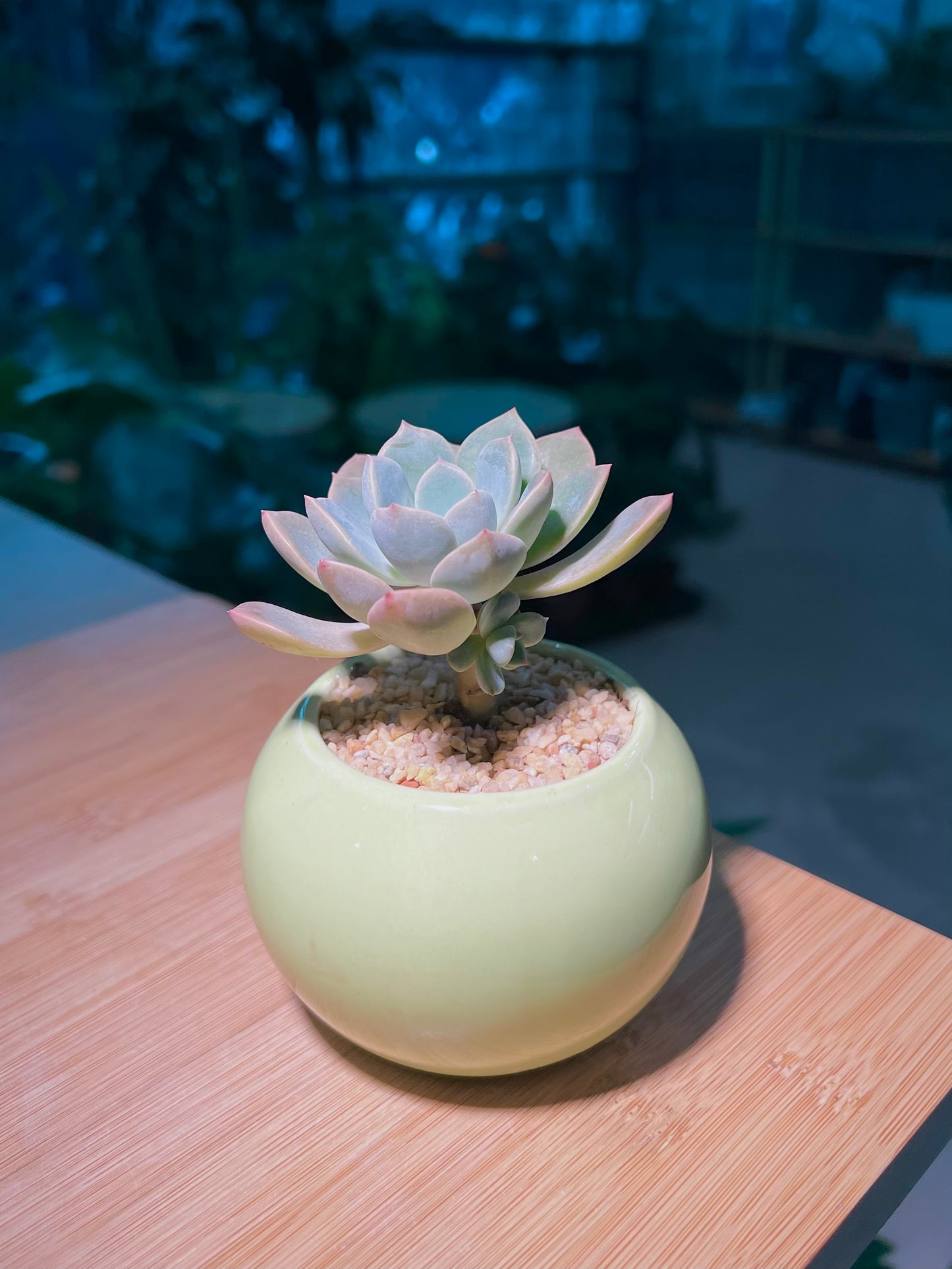 Echeveria in Lime Green Ceramic Pot