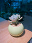 Echeveria in Lime Green Ceramic Pot