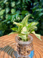 Pothos Njoy in Fuji Fishbowl Glass