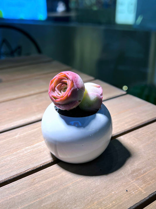 Mountain Rose in Small Round Ceramic Pot