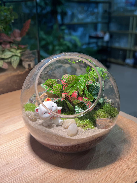 CNY Theme - Fittonia and Fern with Moss Arrangement in Round Glass Terrarium