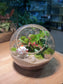 CNY Theme - Fittonia and Fern with Moss Arrangement in Round Glass Terrarium