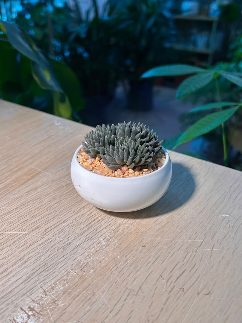 Chinese Jade ( 滇石莲 ) Sinocrassula Yunnanensis in White Ceramic Pot