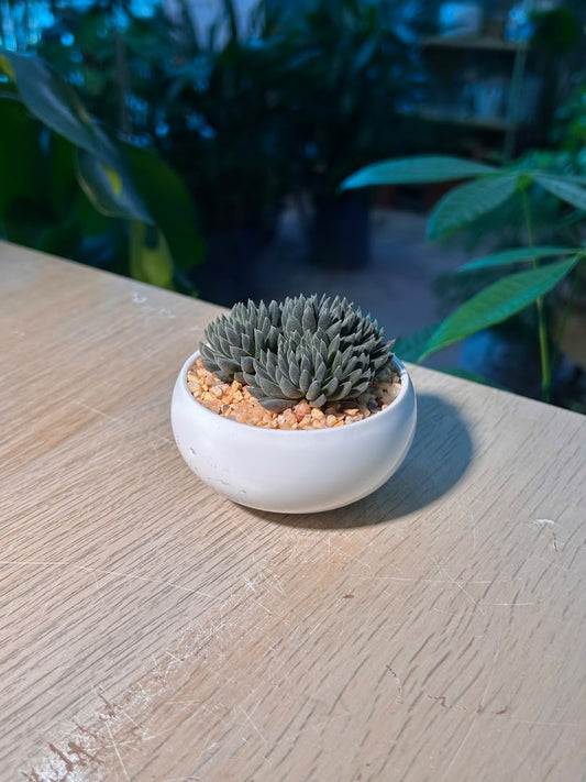Chinese Jade ( ζ»η³θ² ) Sinocrassula Yunnanensis in White Ceramic Pot