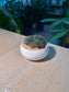 Chinese Jade ( 滇石莲 ) Sinocrassula Yunnanensis in White Ceramic Pot