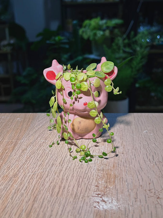 String of Turtles (ηΊ½ζ£ηθ€) Peperomia Prostrata in Pink Cute Animal Ceramic Pot