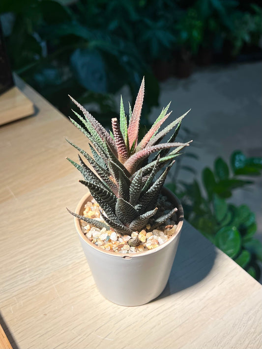 Haworthia in Tall Cylindrical Pot