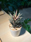 Haworthia in Tall Cylindrical Pot