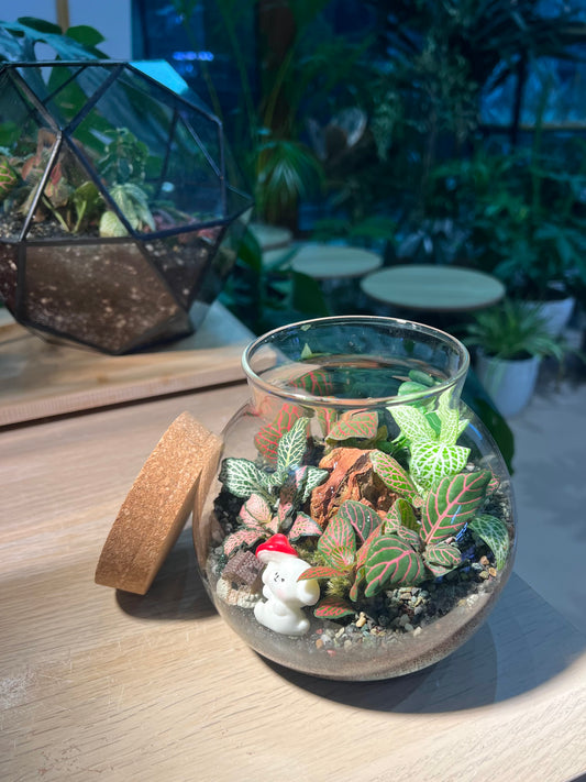 Fittonia (Indoor Plant) Arrangement in Round Covered Glass Terrarium (M)