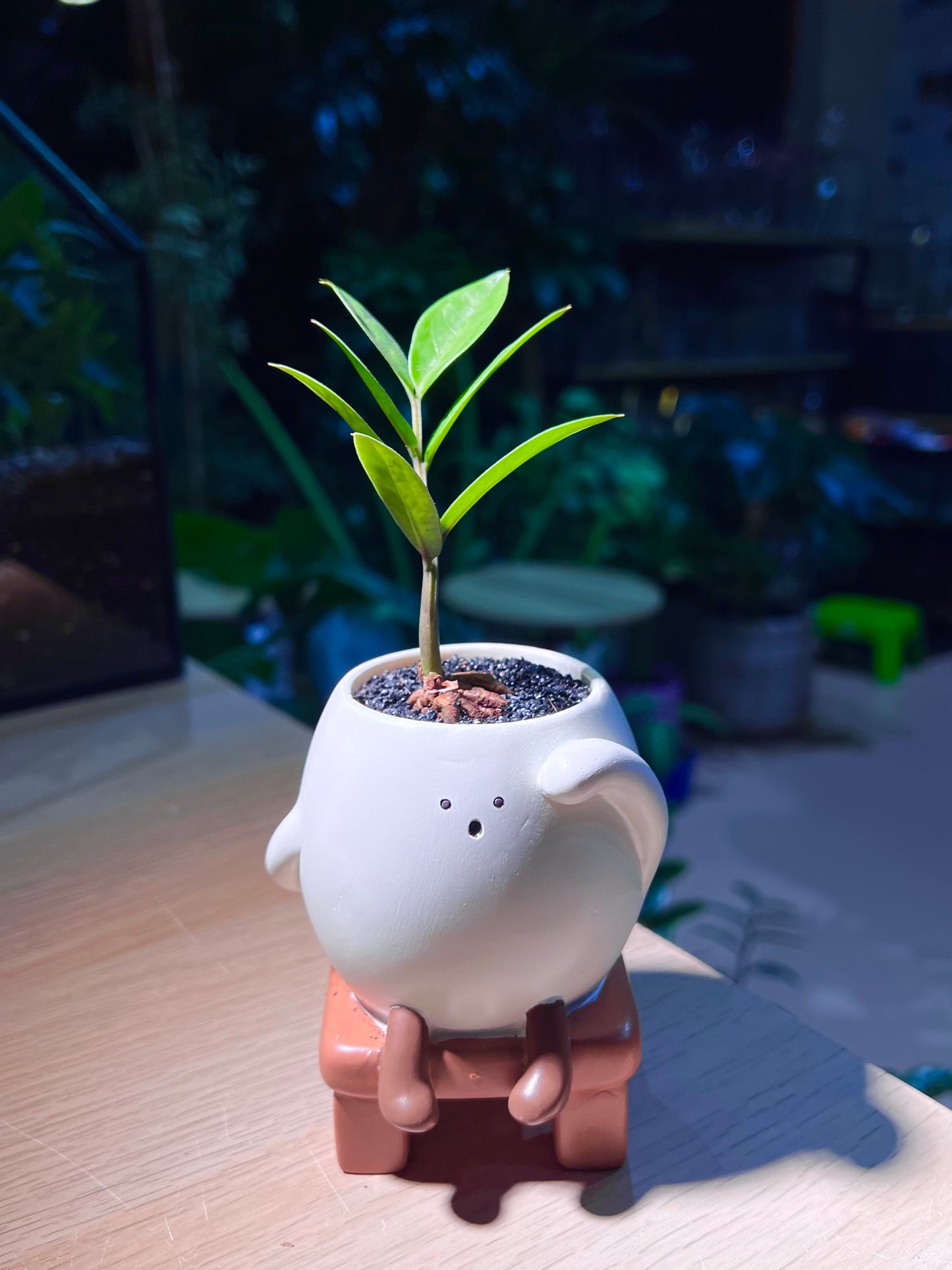 ZZ Plant (金钱树) in 🫡 Bench Ceramic Pot