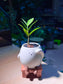 ZZ Plant (金钱树) in 🫡 Bench Ceramic Pot