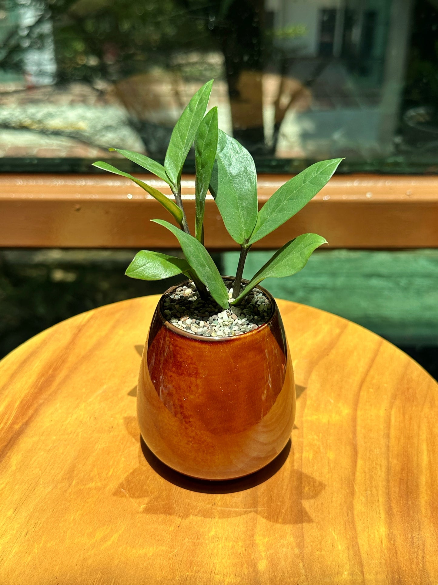 ZZ Plant in Brown Designer Pot