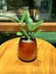 ZZ Plant in Brown Designer Pot