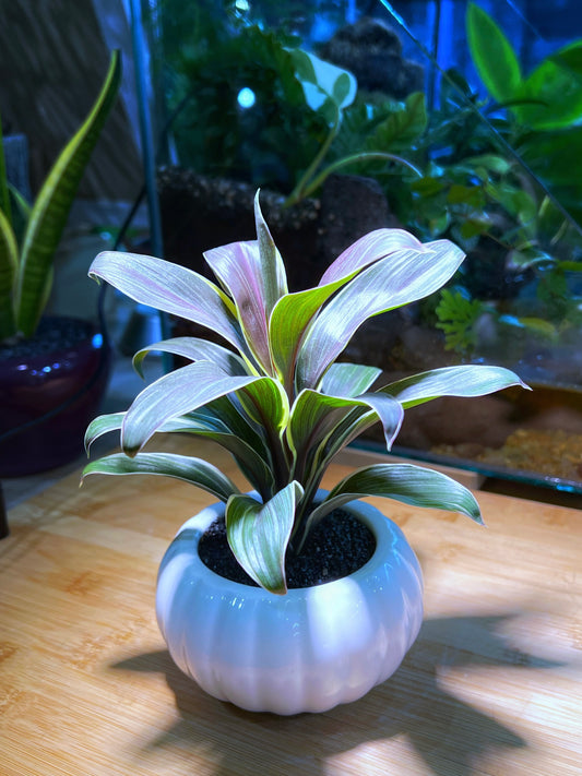 Cordyline in White Pumpkin Ceramic Pot