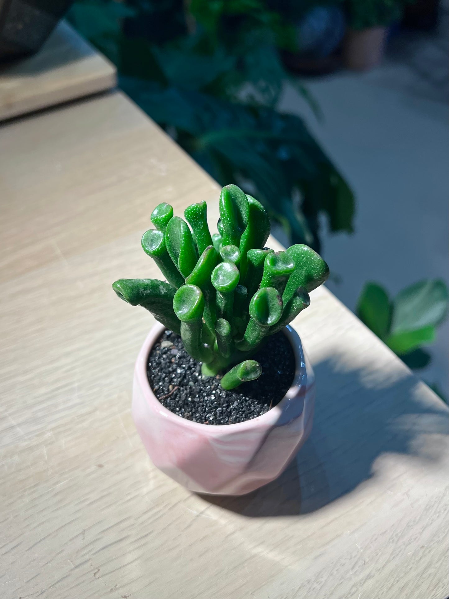 Crassula Ovata 'Gollum’ (吸财树) in Marble Ceramic Pot