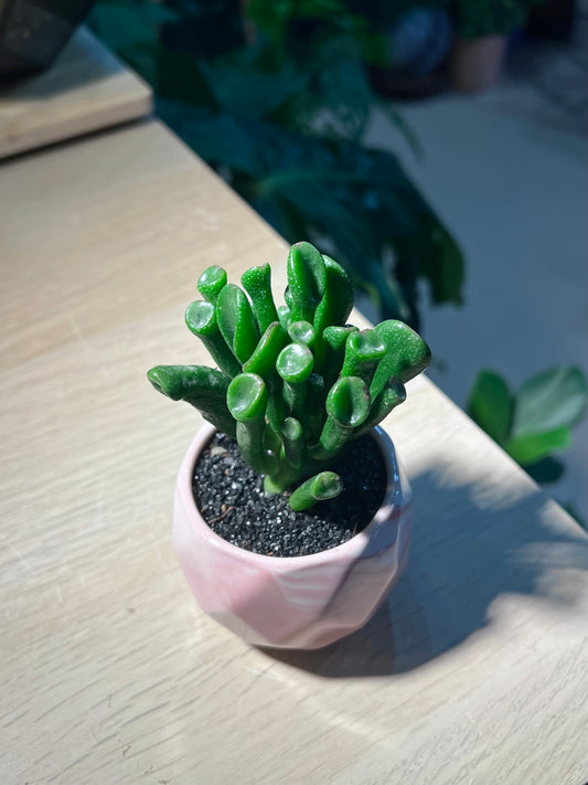 Crassula Ovata 'Gollumβ (εΈθ΄’ζ ) in Marble Ceramic Pot