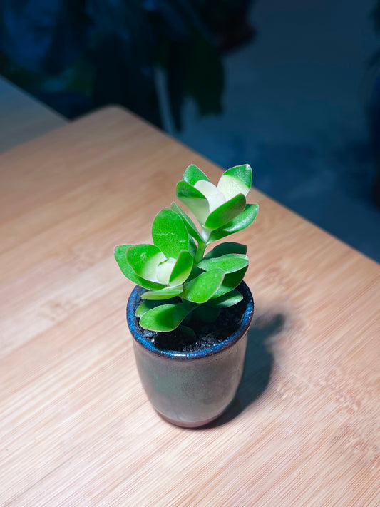 Crassula in Dark Blue Ceramic Pot