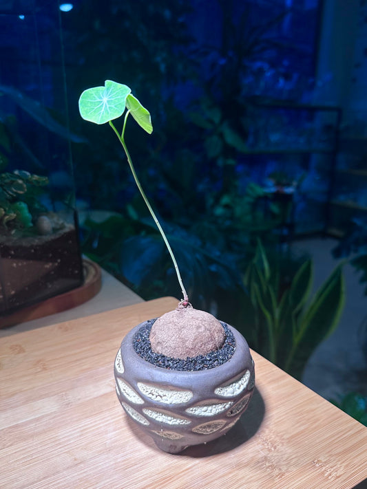 Stephania in a Black & White Round Ceramic Pot