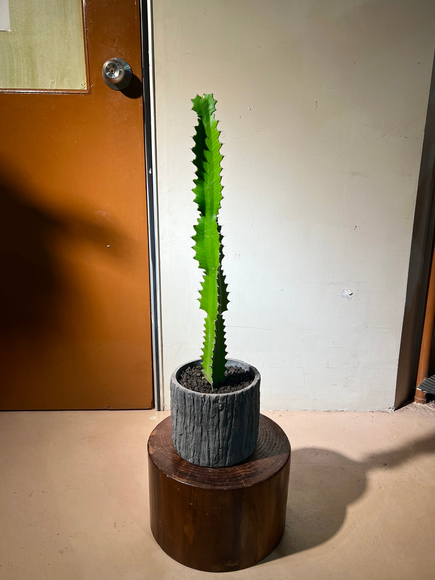 Cowboy Cactus (Euphorbia Ingens) in Balck Stone Pot