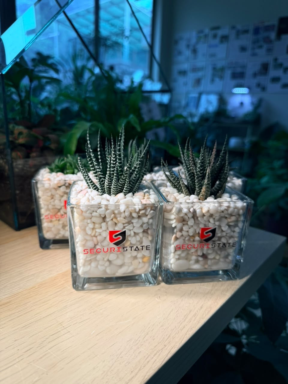 Door Gift - Haworthia in Square Glass Pot (10pcs/set)