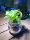 Pothos Njoy in Round Water Based Glass