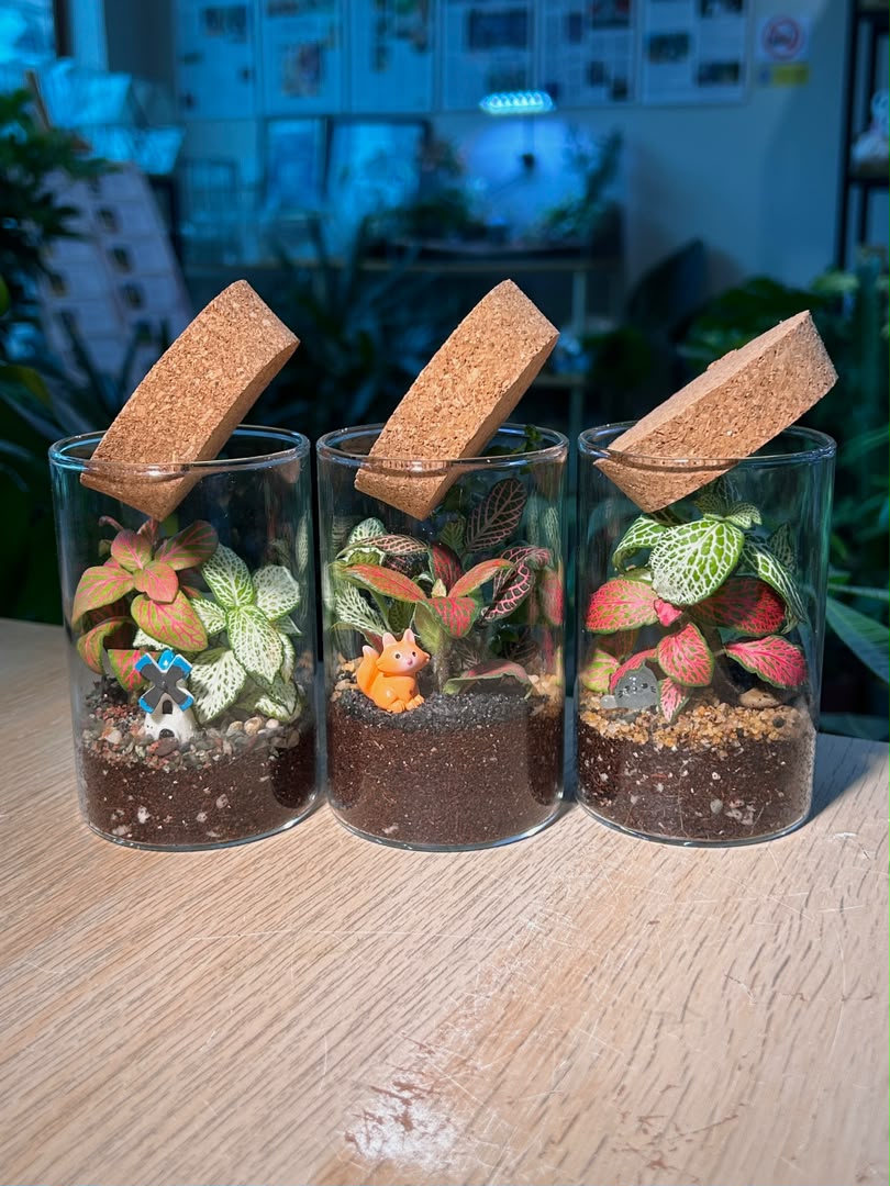Door Gift - Indoor Plant Terrarium (网纹草) Fittonia in Cylindrical Glass (L) with Cork Lid (10pcs/set)