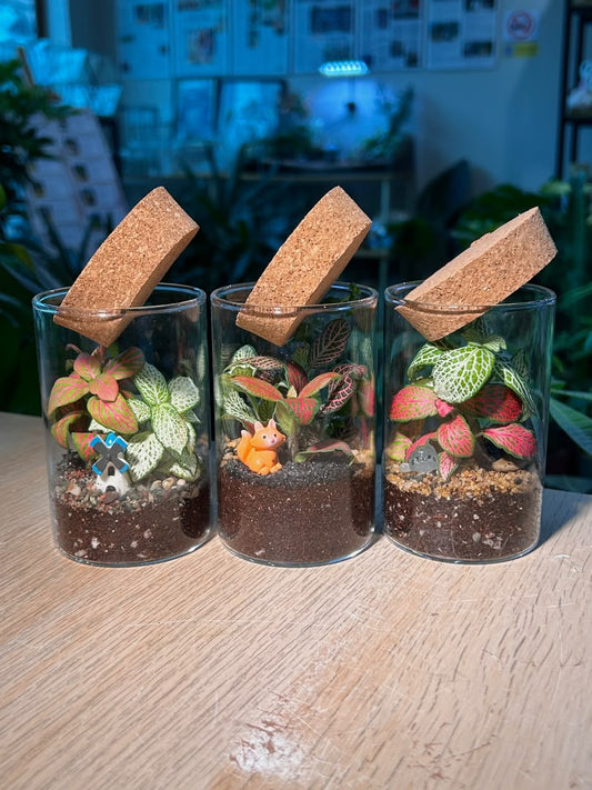 Door Gift - Indoor Plant Terrarium (η½ηΊΉθ) Fittonia in Cylindrical Glass (L) with Cork Lid (10pcs/set)
