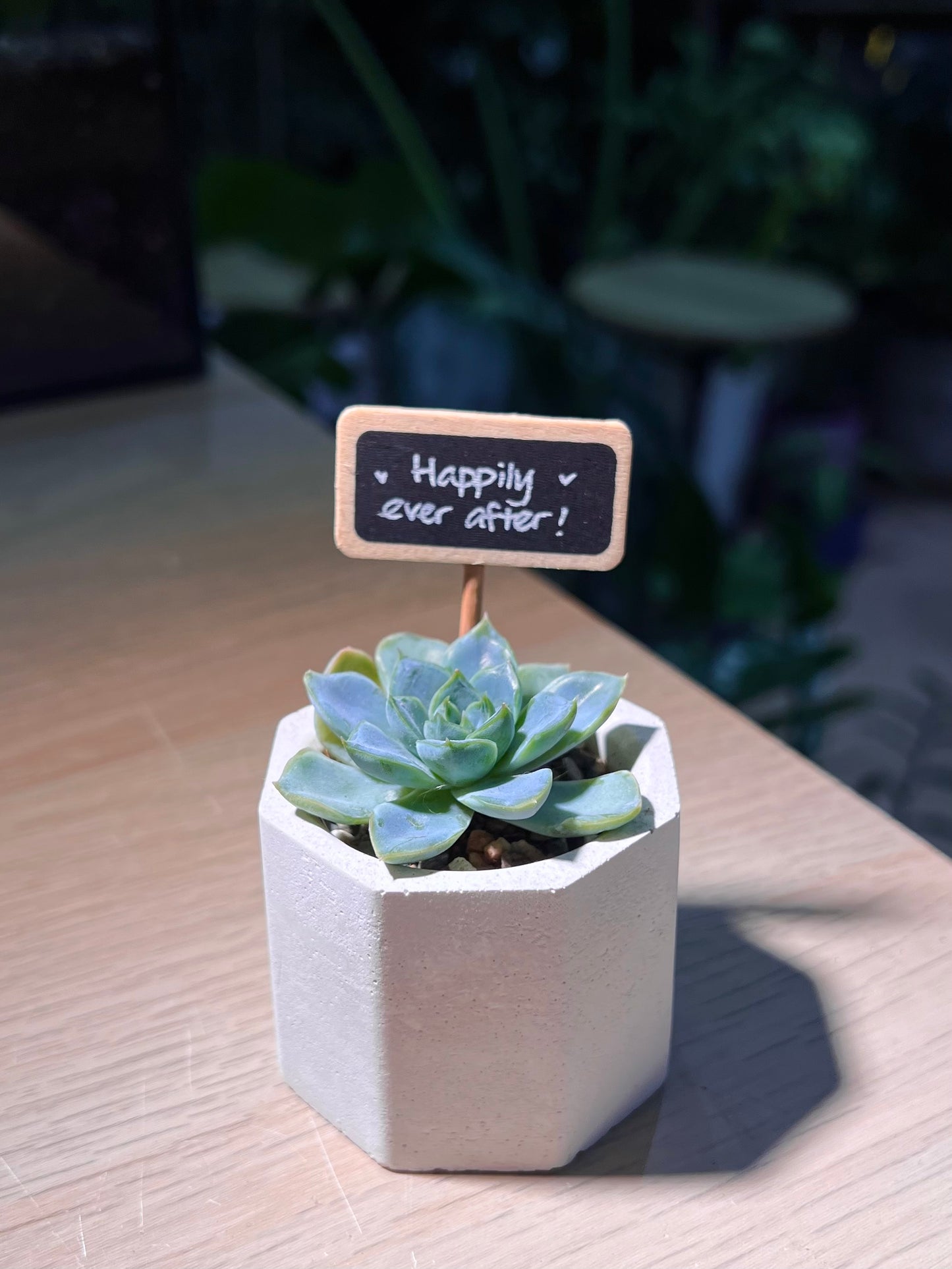 Teacher’s Day Gift - Echeveria Elegans Rose in White Concrete Pot