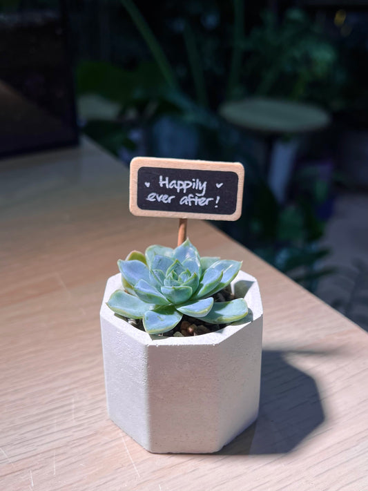 Teacher’s Day Gift - Echeveria Elegans Rose in White Concrete Pot