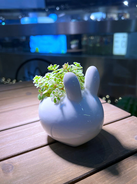 Sedum Makinoi in Cute Rabbit Pot