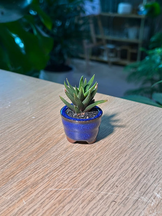 Crocodile Haworthia (琉璃殿) Haworthia Limifolia in Blue Glazed Ceramic Pot