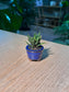 Crocodile Haworthia (琉璃殿) Haworthia Limifolia in Blue Glazed Ceramic Pot