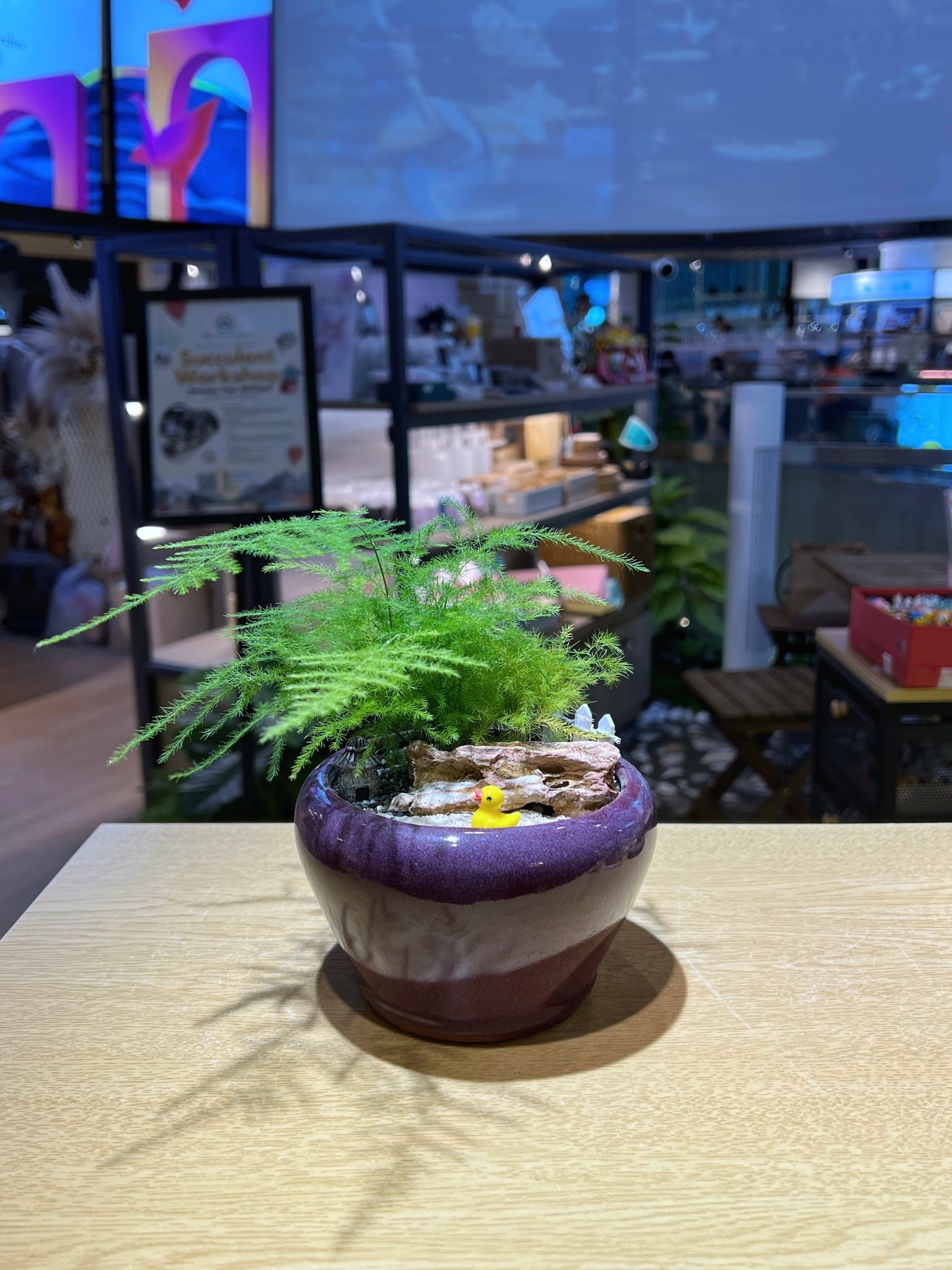 Asaparagus Setaceus in Glazed Purple Clay Pot