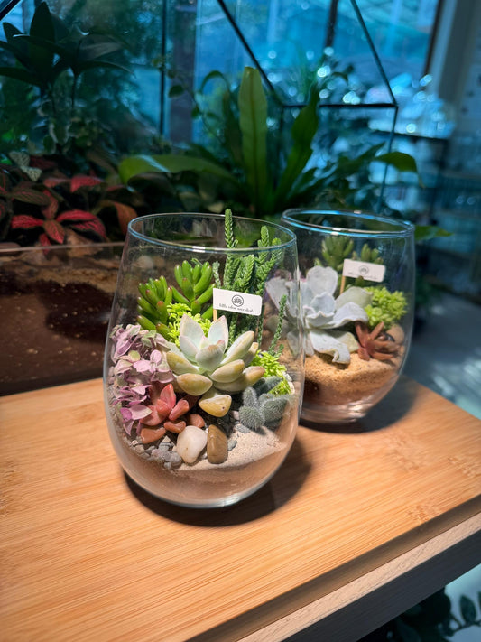 Succulent Arrangement in Tall Glass Terrarium