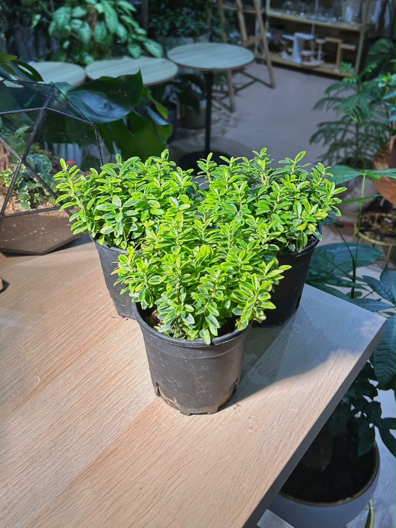 Plastic Pot - Variegated Euonymus (斑叶卫矛)
