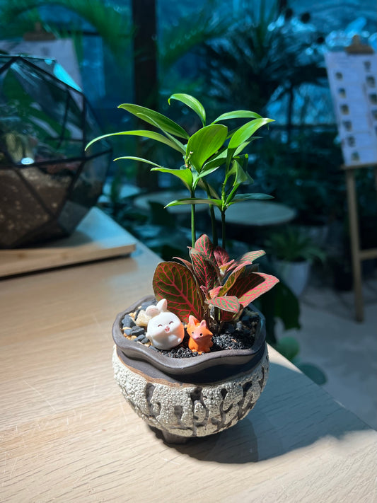 Fittonia and Nageia Nagi Arrangement in Ceramic Pot
