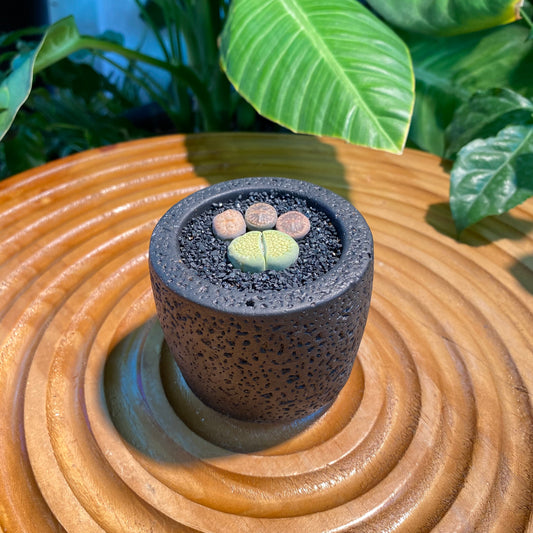 Lithops Collection in Black Concrete Pot