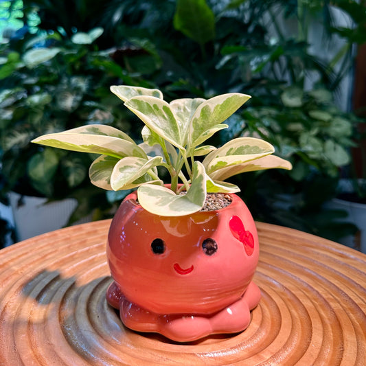 Peperomia in Octopus Designer Pot