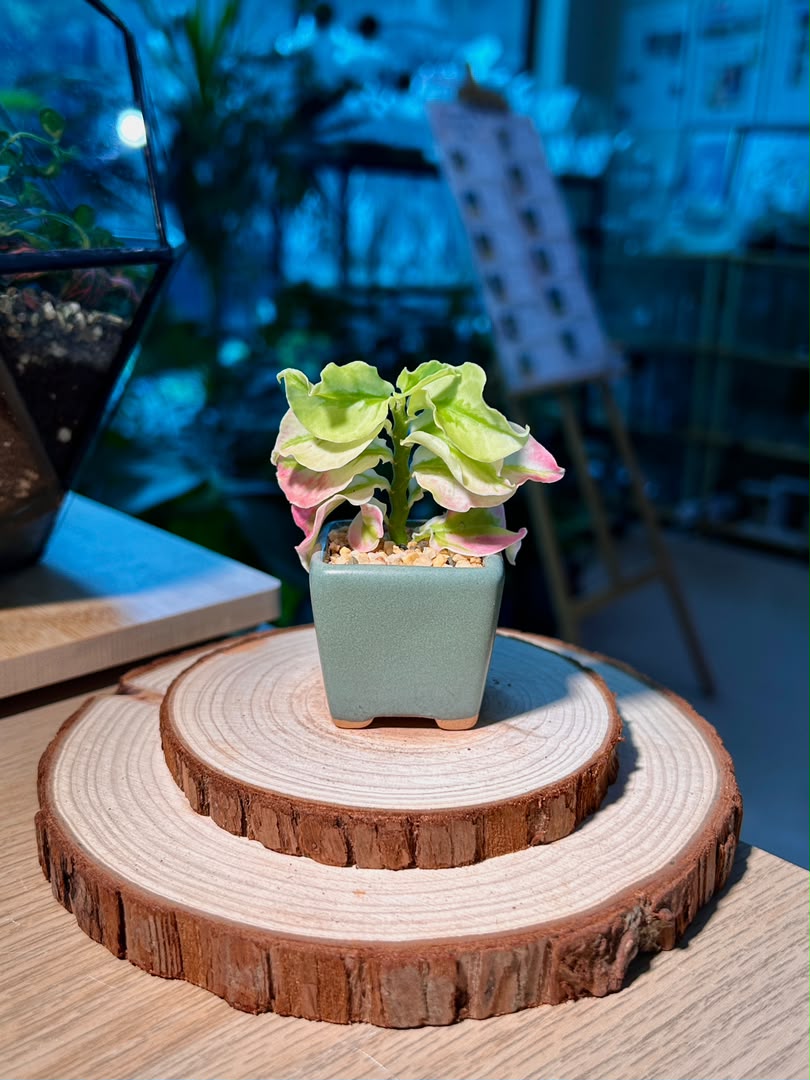 Bird Flower (小鸟花) Euphorbia Tithymaloides in Textured Matte Ceramic Pot