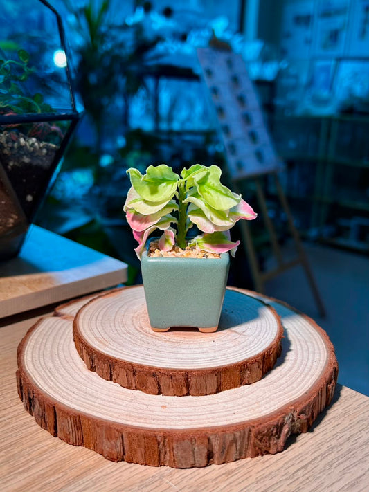 Bird Flower (小鸟花) Euphorbia Tithymaloides in Textured Matte Ceramic Pot