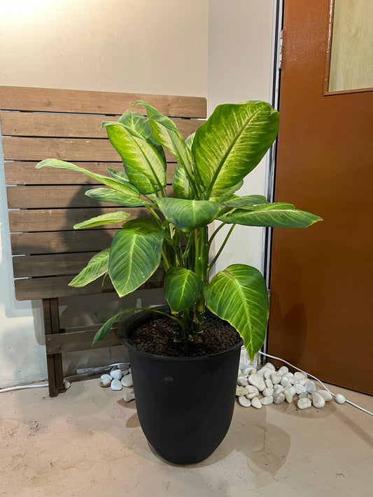 Dieffenbachia (Dumb Cane) 花叶万年青