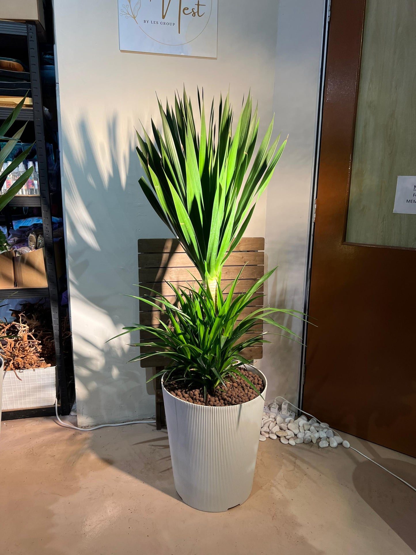 Double Layer Dracaena Draco (龙血树)