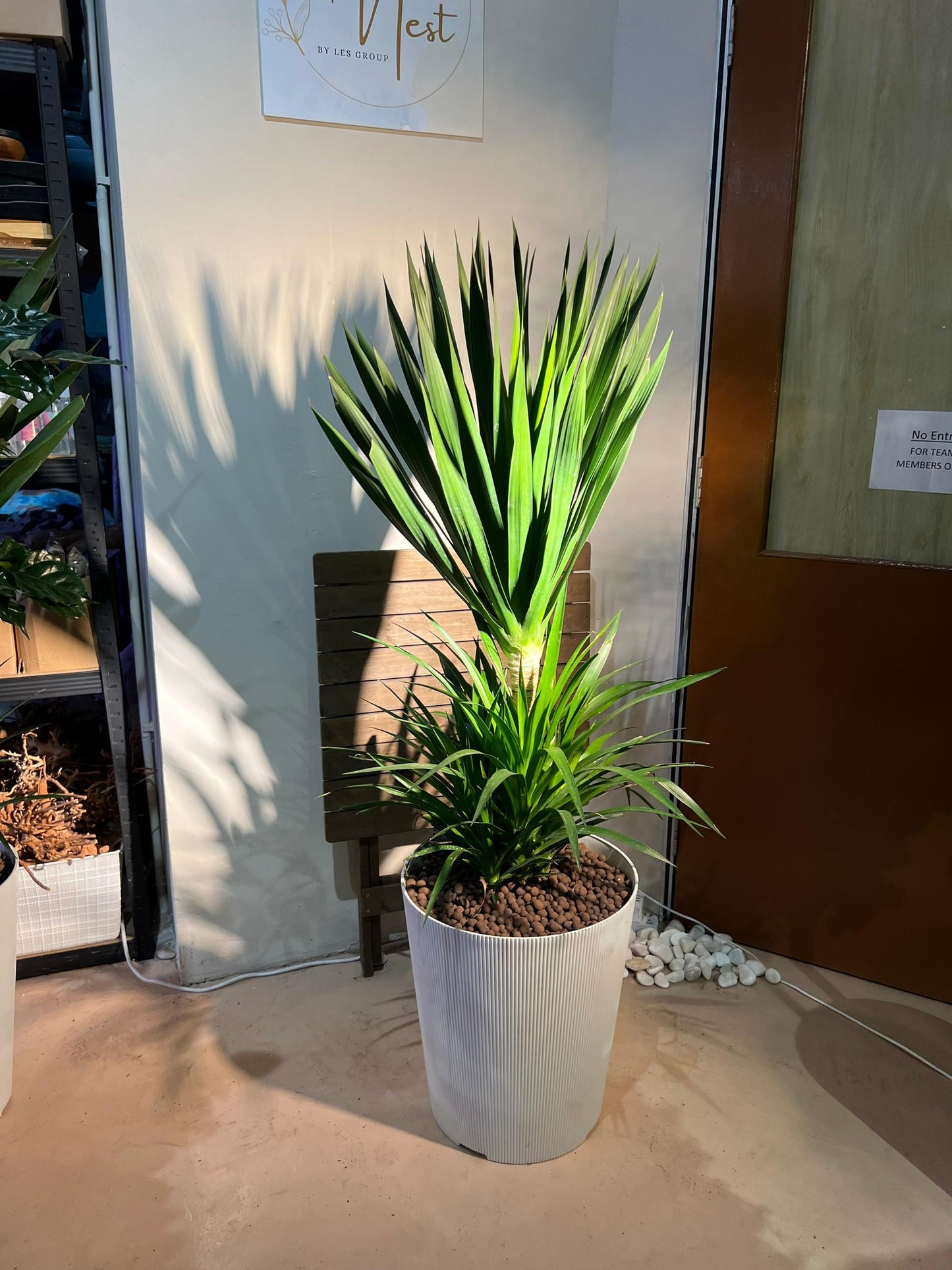 Double Layer Dracaena Draco (龙血树)