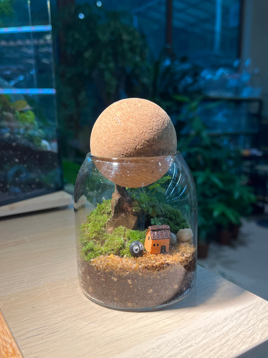 Moss Arrangement in Cylindrical Glass with Cork Ball (S)